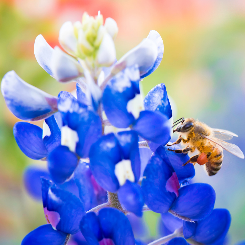 Best Places to See Bluebonnets in Texas