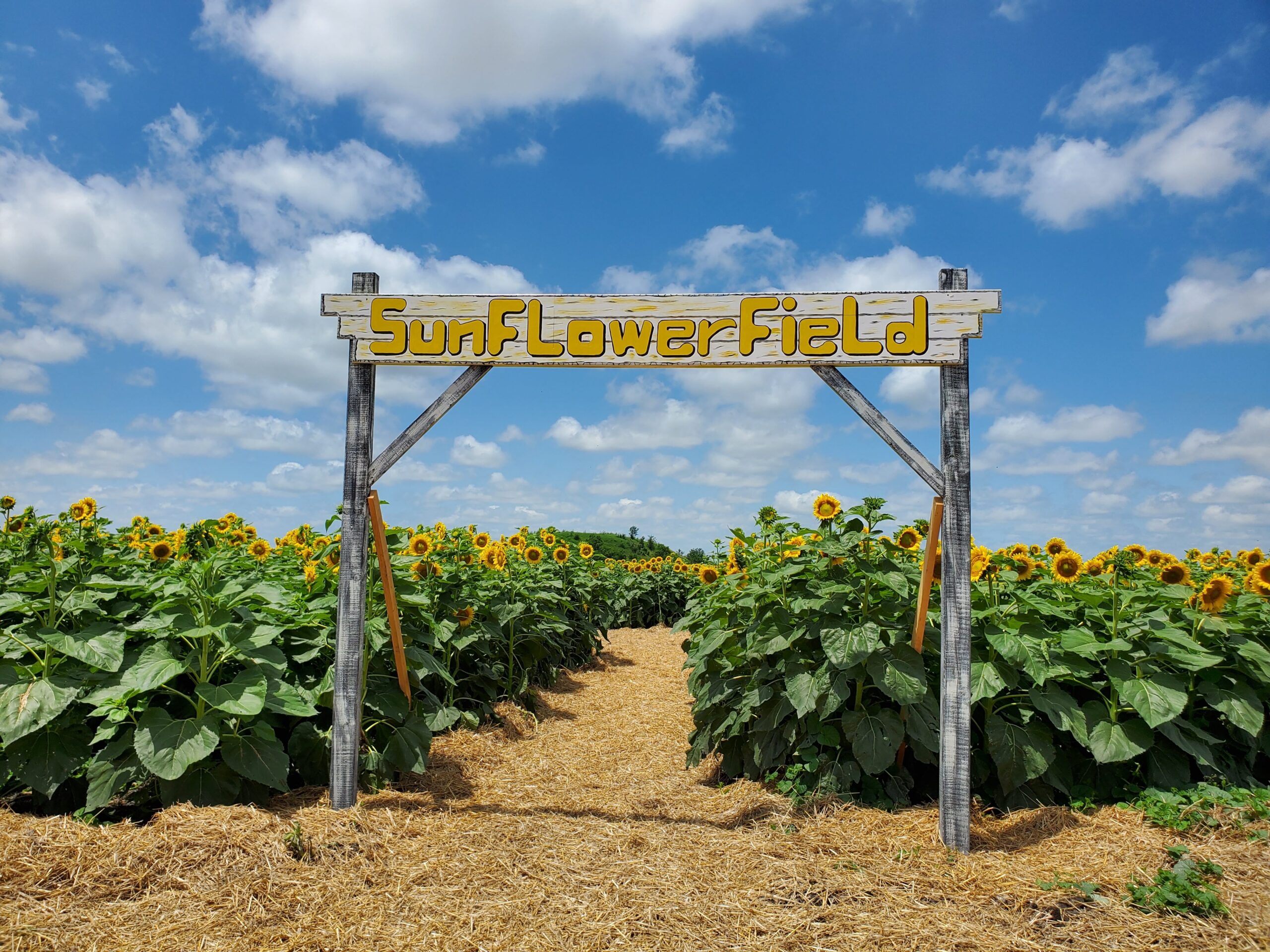 Sunflowers on the Southside at Traders Village