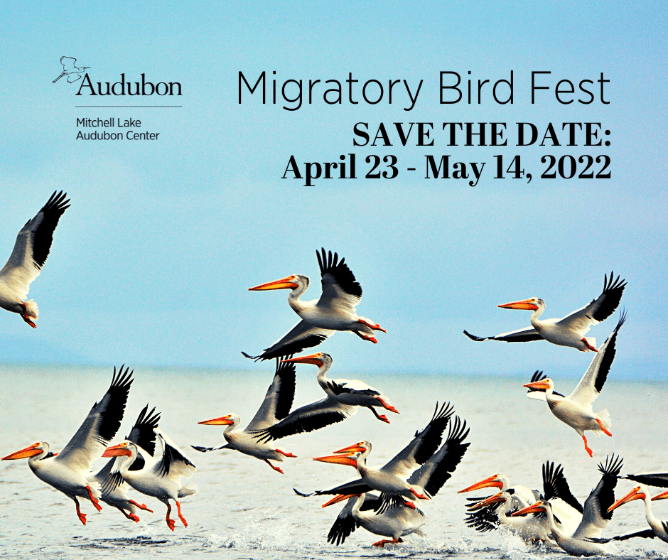 Celebrate Birds on the Southside at the Migratory Bird Fest