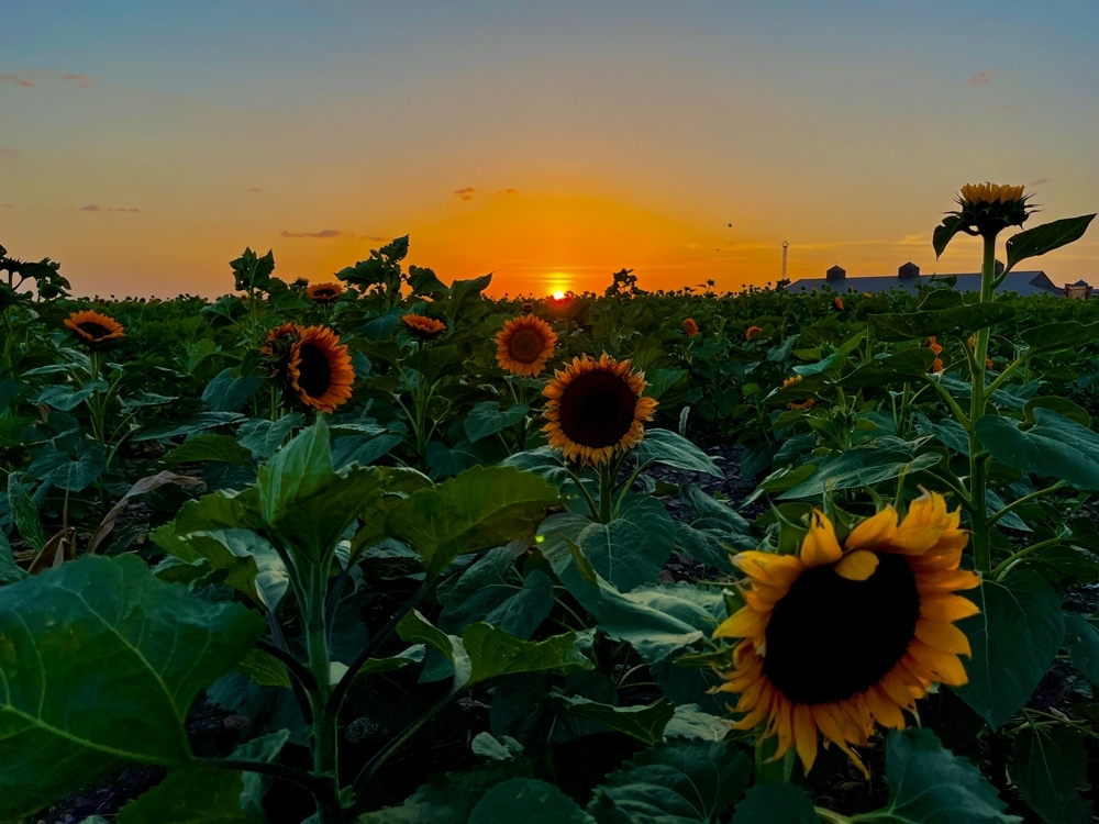 SAN ANTONIO’S FIRST & ONLY SUNFLOWER FIELD OPENS THIS WEEKEND AT