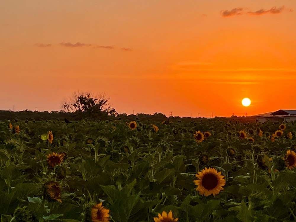 SAN ANTONIO’S FIRST & ONLY SUNFLOWER FIELD OPENS THIS WEEKEND AT