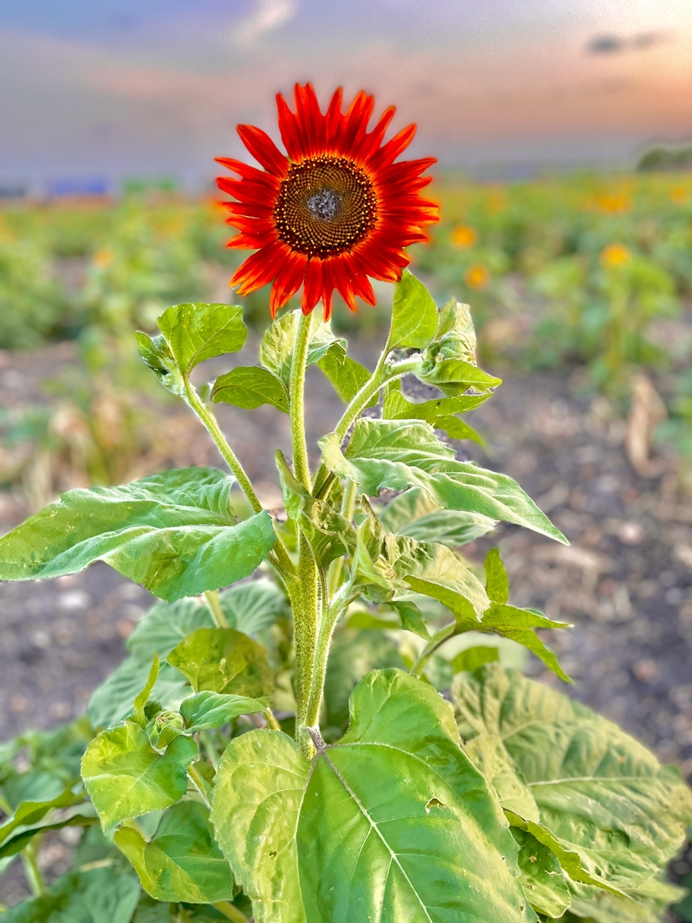 SAN ANTONIO’S FIRST & ONLY SUNFLOWER FIELD OPENS THIS WEEKEND AT