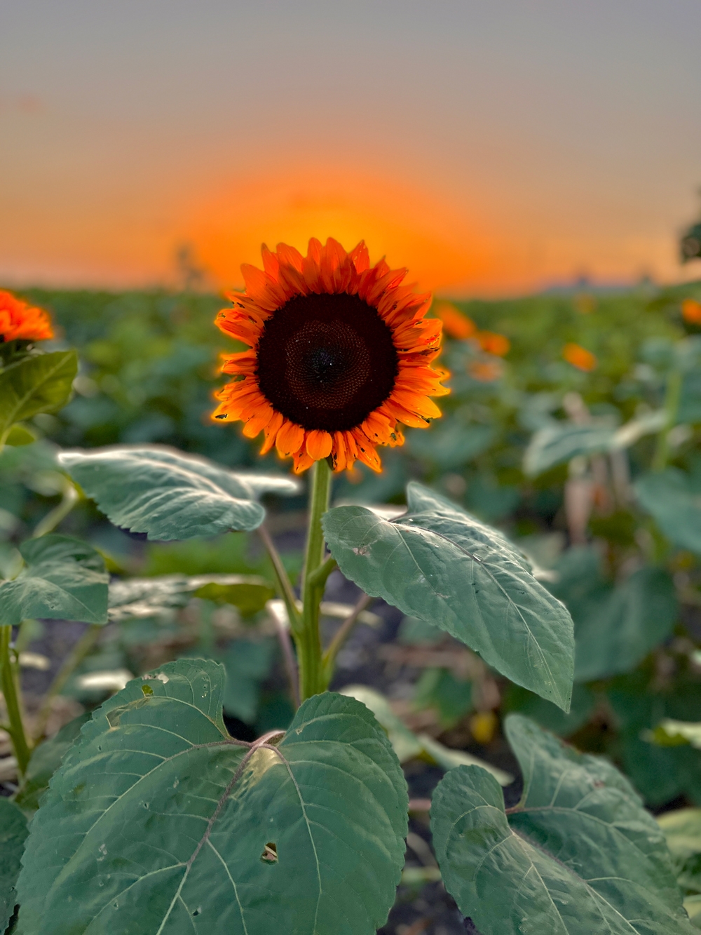 SAN ANTONIO’S FIRST & ONLY SUNFLOWER FIELD OPENS THIS WEEKEND AT