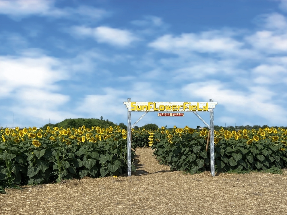 SAN ANTONIO’S FIRST & ONLY SUNFLOWER FIELD OPENS THIS WEEKEND AT