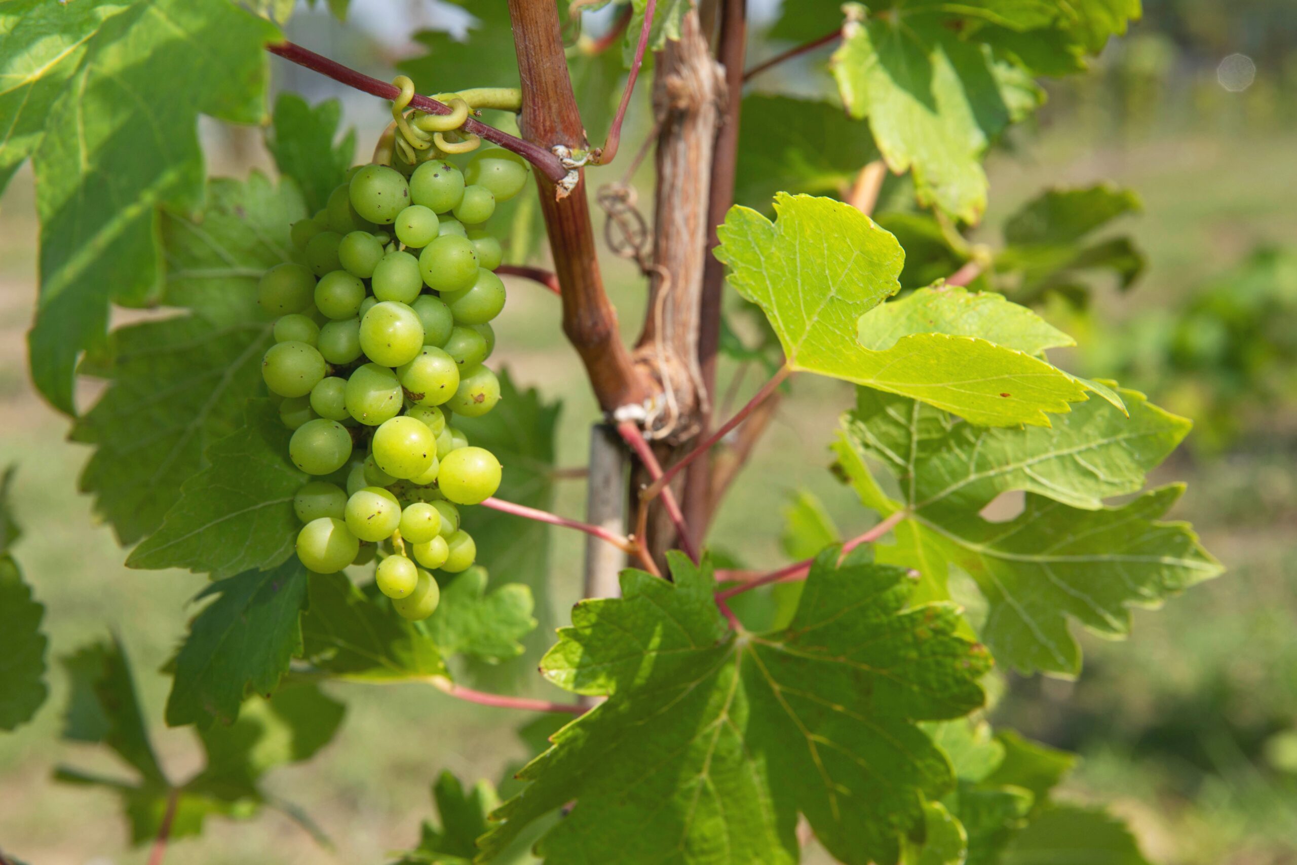 Palo Alto Colege Vineyard & Hops Yard Ribbon-Cutting & Partnership with Casa Guipzot