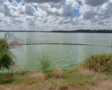 Southside Conservation Action Center Celebrates 20 Years