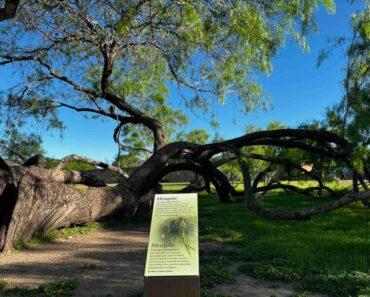 Fresh Look at the San Antonio Historical Missions