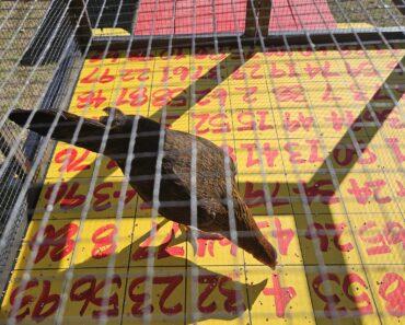 Chicken Poop Bingo at Brooster’s Backyard Icehouse