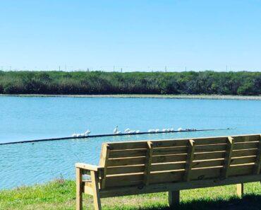 Mitchell Lake Audubon Center: March 2025 Programs