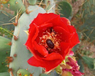 Mitchell Lake Audubon Center June 2025 Programs