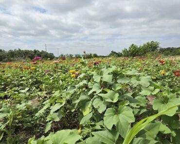 Texas Trails: Arnosky Family Farm & Market in Blanco, TX