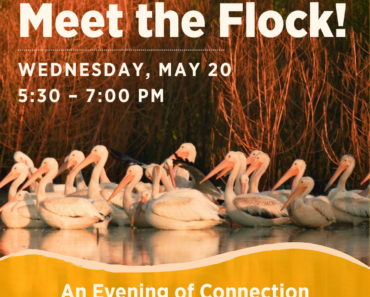Meet the Flock! Meet the Flock!