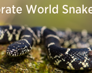 Celebrate World Snake Day