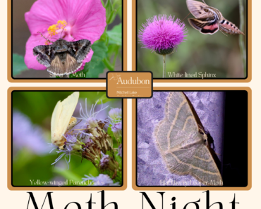Moth Night at Mitchell Lake