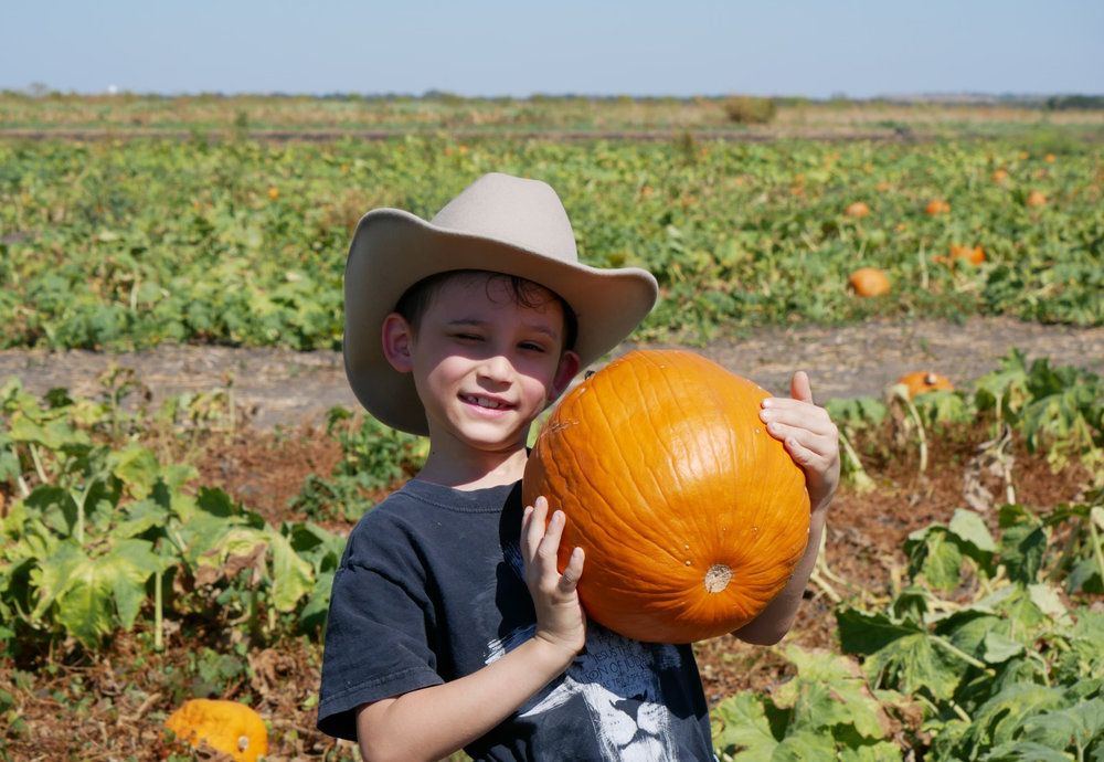 Child holding a pumpkin in the growing fields at Braune Farms in Seguin